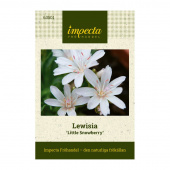 Lewisia 'Little Snowberry'