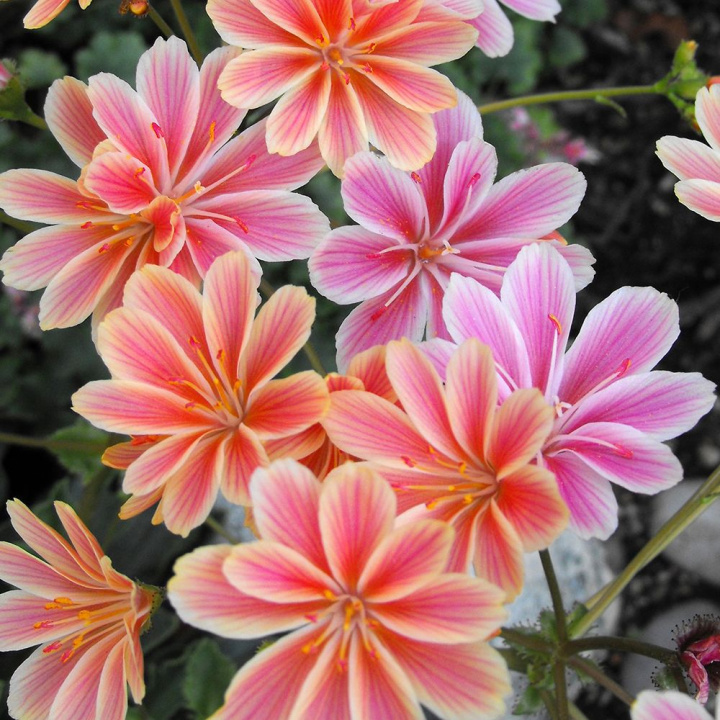 Trädgårdslewisia ''Heckneri'' Blommorna i rosa och orange till röda nyanser, 