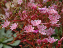 Trädgårdslewisia ''Heckneri'' Blommorna i rosa och orange till röda nyanser, 