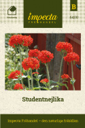 Studentnejlika, Stora, runda, täta, eldröda blomsamlingar. Buskigt växtsätt.