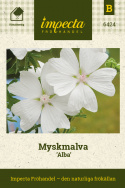 Myskmalva 'Alba', Vitblommande sort med större blommor än den vanliga skära.