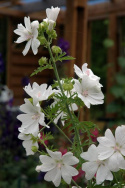 Myskmalva 'Alba', Vitblommande sort med större blommor än den vanliga skära.