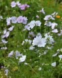 Myskmalva 'Appleblossom', perenn i ljust äppelblomsrosa med skira klockblommor