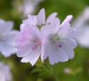 Myskmalva 'Appleblossom', perenn i ljust äppelblomsrosa med skira klockblommor