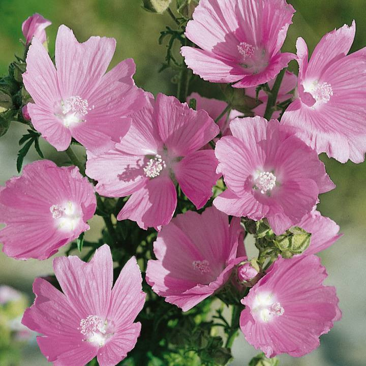 Myskmalva, Gammal, kulturmarksväxt. Blomvillig med skära klockblommor.
