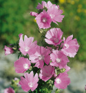 Myskmalva, Gammal, kulturmarksväxt. Blomvillig med skära klockblommor.