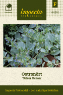 Ostronört ''Silver Ocean'', Silverblå bladrankor med himmelsblå småblommor.