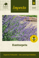 Kantnepeta, Himmelsblå axblommor. Buskigt, tätt, grågrönt, väldoftande bladverk