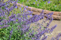 Kantnepeta, Himmelsblå axblommor. Buskigt, tätt, grågrönt, väldoftande bladverk