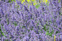 Kantnepeta, Himmelsblå axblommor. Buskigt, tätt, grågrönt, väldoftande bladverk