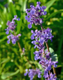 Kantnepeta, Himmelsblå axblommor. Buskigt, tätt, grågrönt, väldoftande bladverk