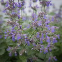 Kantnepeta, Himmelsblå axblommor. Buskigt, tätt, grågrönt, väldoftande bladverk