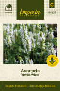 Axnepeta 'Nevita White' blommar hela säsongen. Härdig förstaårsblommande perenn.