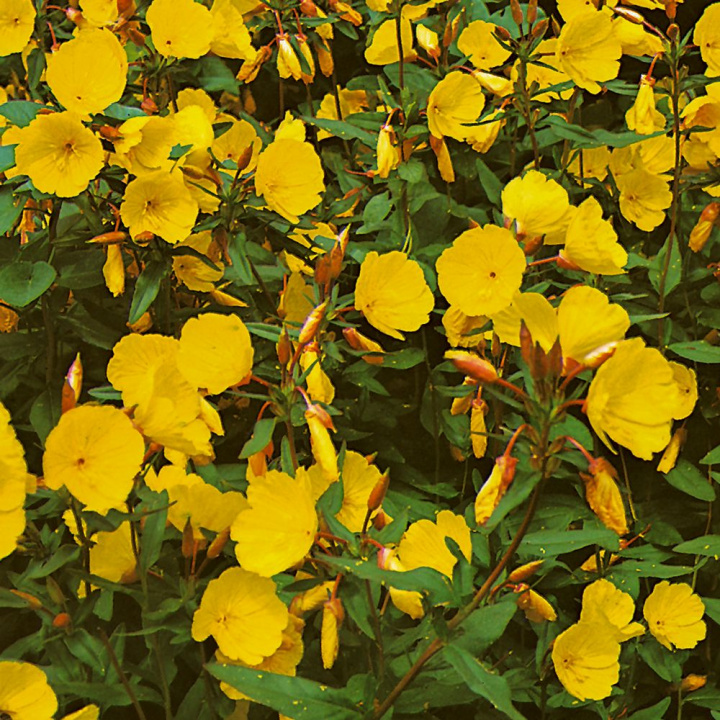 Gullnattljus 'Youngii', Stora, varmt gula blommor som öppnar sig framåt kvällen.