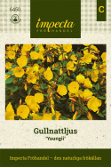 Gullnattljus 'Youngii', Stora, varmt gula blommor som öppnar sig framåt kvällen.