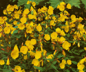 Gullnattljus 'Youngii', Stora, varmt gula blommor som öppnar sig framåt kvällen.