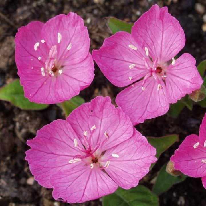 Kunth's Nattljus, neonskära blommor som slår ut morgonen. Mörkgröna, blanka blad