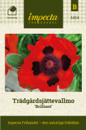 Trädgårdsjättevallmo 'Brilliant', Stora, scharlakansröda blommor, höga stjälkar.