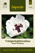 Trädgårdsjättevallmo 'Royal Wedding', stora, helvita blommor med blåsvart mitt.