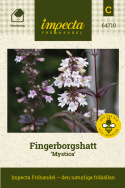 Fingerborgshatt 'Mystica', bronsgröna bladrosetter och vita till lila blommor.