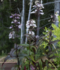 Fingerborgshatt 'Mystica', bronsgröna bladrosetter och vita till lila blommor.