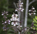 Fingerborgshatt 'Mystica', bronsgröna bladrosetter och vita till lila blommor.