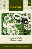 Japansk Viva 'Postford's White'