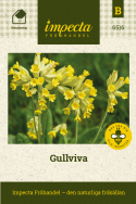 Gullviva Stora gula blomklockor, en på varje stjälk. Köttiga blad i rosett vid m