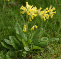Gullviva Stora gula blomklockor, en på varje stjälk. Köttiga blad i rosett vid m