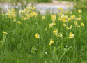 Gullviva Stora gula blomklockor, en på varje stjälk. Köttiga blad i rosett vid m