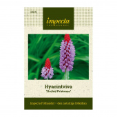 Hyacintviva 'Orchid Primrose'