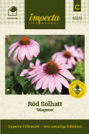 Röd Solhatt Magnus, Stora, ljusrosa blommor med mörkare mitt.