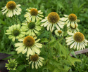 Solhatt 'Alan's Pride', limegröna blommor i varierande nyanser med stor, toppig, mörkt limegrön till gyllengul mitt.