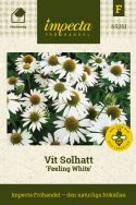 Vit Solhatt 'Feeling White', Stora, vita blommor med gyllengul mitt