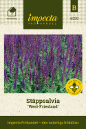 Stäppsalvia West-Friesland, buskar med violettblå, långa axblommor. Aromatisk.