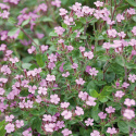 Liten Såpnejlika, Mattväxande art med stjärnlika, rosa-röda blommor.