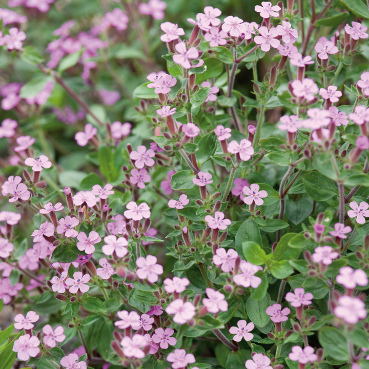Liten Såpnejlika, Mattväxande art med stjärnlika, rosa-röda blommor.