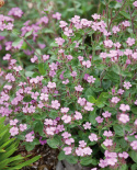 Liten Såpnejlika, Mattväxande art med stjärnlika, rosa-röda blommor.