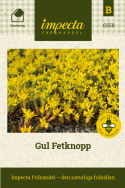 Gul Fetknopp bildar täckande mattor av klargula, stjärnlika blommor.