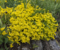Gul Fetknopp bildar täckande mattor av klargula, stjärnlika blommor.