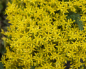 Gul Fetknopp bildar täckande mattor av klargula, stjärnlika blommor.