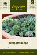 Skuggfetknopp, fetbladsväxt med små bladrosetter och rosa blommor längs stjälken