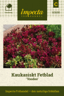 Kaukatiskt Fetblad ''Voodoo'', marktäckare med fuchsiarosa, stjärnlika blommor.