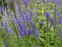 Axveronika, Ståtlig perenn med mörkt lavendelblå blomspiror på höga, stadiga, mörka stjälkar.