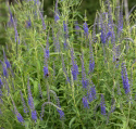 Axveronika, Ståtlig perenn med mörkt lavendelblå blomspiror på höga, stadiga, mörka stjälkar.