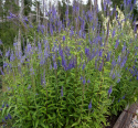 Axveronika, Ståtlig perenn med mörkt lavendelblå blomspiror på höga, stadiga, mörka stjälkar.