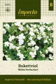 Bukettviol 'White Perfection'