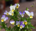 Styvmorsviol, Vackra, blå-vit-gula blommor på upprätt grenad stjälk.