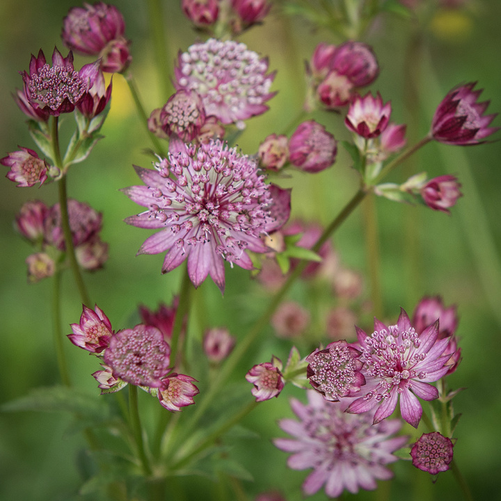 Stjärnflocka 'Rose Symphony' En ovanligare sort, utmärkt som solitärväxt