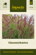 Glansmiskantus, Dekorativt prydnadsgräs, stora, fjäderlika blomställningar